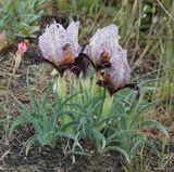 Iris paradoxa f. choschab