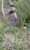Gladiolus atroviolaceus. Closer.5.jpg
