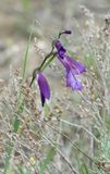 Gladiolus atroviolaceus. Closer.jpg