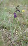 Gladiolus atroviolaceus.2.jpg