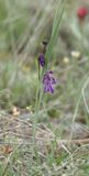 Gladiolus atroviolaceus.4.jpg
