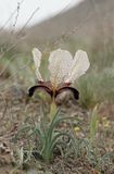 Iris paradoxa f. choschab.7.jpg