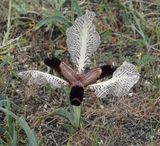 Iris paradoxa f. choschab. Close-up. From above.