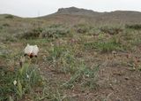Iris paradoxa f. choschab. In habitat.5.jpg