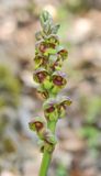 Steveniella satyrioides var. iranica. Closer.2.jpg