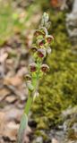 Steveniella satyrioides var. iranica. Closer.