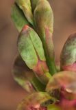 Steveniella satyrioides var. iranica. Close-up. Spurs.jpg
