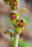 Steveniella satyrioides var. iranica. Close-up.jpg
