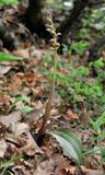 Steveniella satyrioides var. iranica