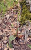 Steveniella satyrioides var. iranica.3.jpg