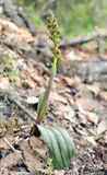 Steveniella satyrioides var. iranica.4.jpg