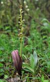 Steveniella satyrioides var. iranica
