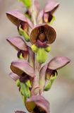 steveniella satyrioides. Close-up.
