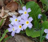 Primula vulgaris subsp. rubra. Closer.jpg