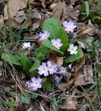 Primula vulgaris subsp. rubra.3.jpg