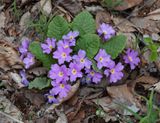 Primula vulgaris subsp. rubra.4.jpg