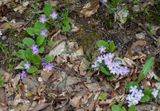 Primula vulgaris subsp. rubra.8.jpg