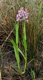 Dactylorhiza kafiriana subsp. baumgartneriana.2.jpg