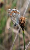 Butterfly Sheki.jpg