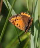 Lycaena dispar batava. Female.jpg