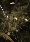 Utricularia minor.2.jpg