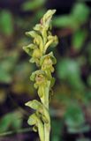 Steveniella satyrioides. Hypochromatic, Closer.jpg