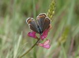 Aricia agestis.3.jpg