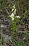Cephalanthera longifolia.jpg
