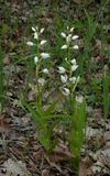 Cephalanthera sp. 2.jpg