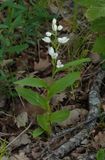 Cephalanthera sp. 3.jpg