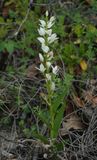 Cephalanthera sp..jpg