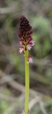 Neotinea ustulata. Closer.jpg