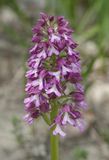 Orchis purpurea subsp. caucasica. Closer.2.jpg