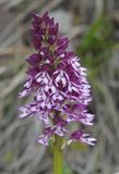 Orchis purpurea subsp. caucasica. Closer.jpg