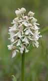 Orchis purpurea subsp. caucasica. White form. Closer.2.jpg