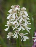 Orchis purpurea subsp. caucasica. White form. Closer.jpg
