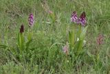 Orchis purpurea subsp. caucasica.4.jpg