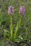Orchis simia.jpg