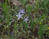 Vinca herbacea.4.jpg