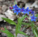 Aegonychon purpurocaeruleum. Closer.2.jpg