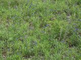 Aegonychon purpurocaeruleum. Colony.jpg