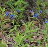 Aegonychon purpurocaeruleum.1.jpg