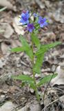 Aegonychon purpurocaeruleum.3.jpg