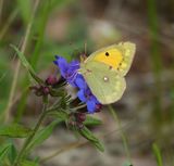 Colias crocea.2.jpg