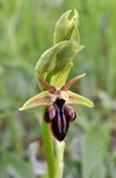 Ophrys sphegodes subsp. taurica. Closer.3.jpg