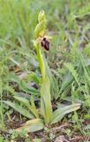 Ophrys sphegodes subsp. taurica.2.jpg