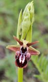 Ophrys sphegodes subsp. taurica. Hybrid.jpg
