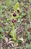 Ophrys sphegodes subsp. taurica.5.jpg