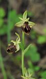 Ophrys caucasica. Closer.5.jpg