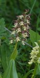 Orchis adenocheila dark. Closer..jpg